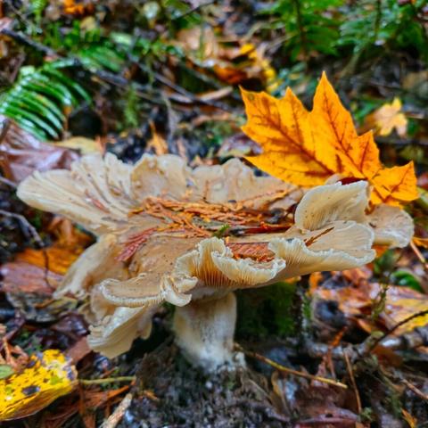 The image shows a mushroom growing on the forest floor amidst fallen leaves and twigs. There is a prominent orange leaf in the background, adding a touch of color to the scene. The setting appears to be a natural, possibly damp, woodland area.