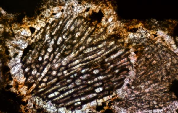 Northwest Africa (NWA) 4460 Meteorite Meteorite Thin Section microphotograph.

Solar Anamnesis, CC BY-NC-SA 2.0 via Flickr: https://flic.kr/p/2gj3k2d
