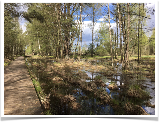 Broadwalk thru a rewetted peatland, blue sky behind dying trees ...