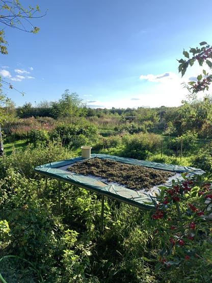 Blik op het veld, met zaden die geïmproviseerd drogen op de trampoline van onze kinderen.