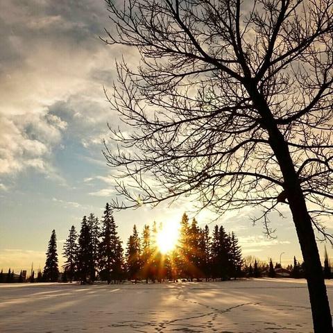 Winter sunset with bare trees overlooking snowy field; radiant sun peeking through evergreens casting long shadows across tranquil landscape