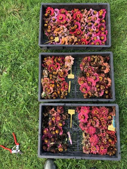 Verschillende kleine selecties van Zinnia waarvan de zaden hebben geoogst.