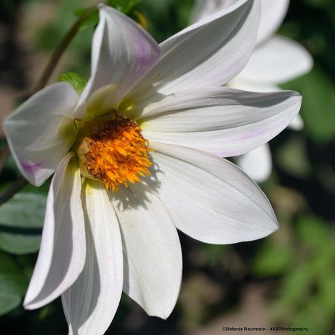 A close-up of a white, star-shaped Dahlia flower with eight petals, and yellow stamen.
 - 
Nahaufnahme einer weißen, sternförmigen Dahlienblüte mit acht Blütenblättern und gelbem Stempel.