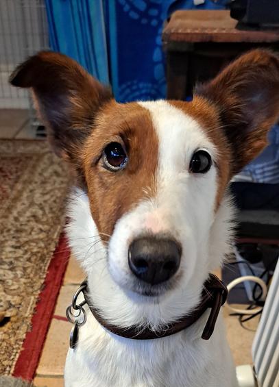 Dog with tan and white (harlequin) markings and big brown eyes.