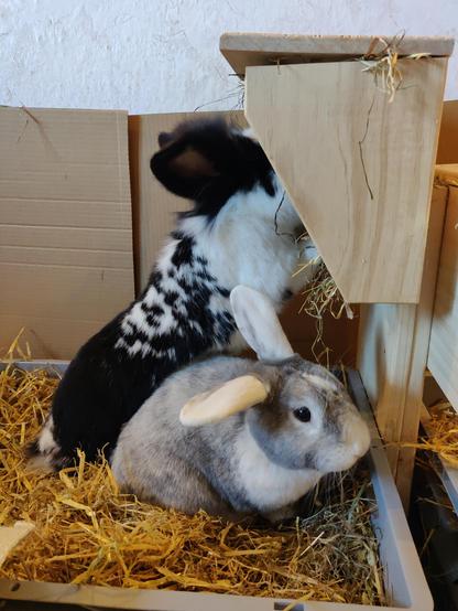 Two bunnies are sitting closely together in a box with straw. One of them stands up to eat hay from a rack.

Zwei kaninchen sitzen eng zusammen in einer Kiste mit Stroh. Eines der Kaninchen steht auf den Hinterpfoten um Heu aus einer Raufe zu fressen
