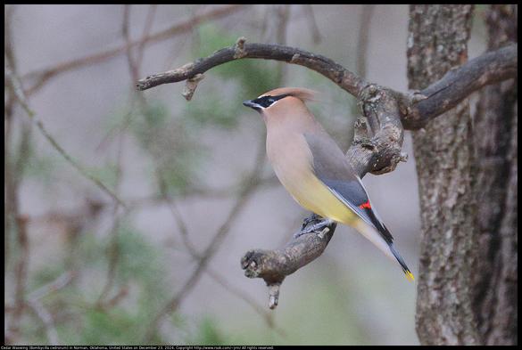 It is a grainy photo because it was too dark for my camera. A Cedar Waxwing (Bombycilla cedrorum) was standing on a dead branch in Norman, Oklahoma, United States on December 23, 2024.
