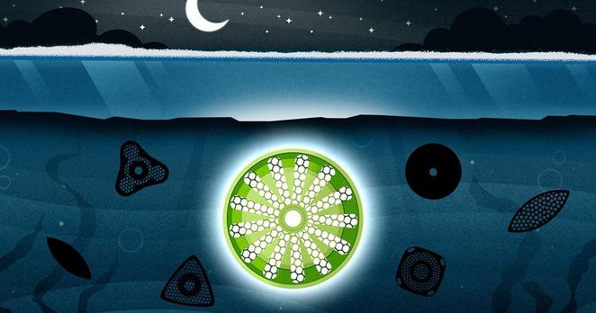 Simple illustration of algae of various geometric shapes under ice at night. One of them is shining bright green and white.