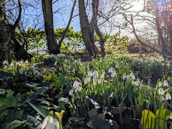 Sunlight backlights some snowdrops in our garden, the sun is shining through some trees