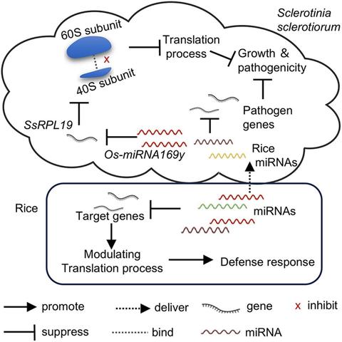 Diagram to illustrate that--when challenged by the fungal pathogen Sclerotinia sclerotiorum--rice secretes microRNAs like Os-miR169y which targets and suppresses the pathogen ribosomal protein gene SsRPL19, impairing protein synthesis in the pathogen and suppressing pathogen growth and pathogenicity.