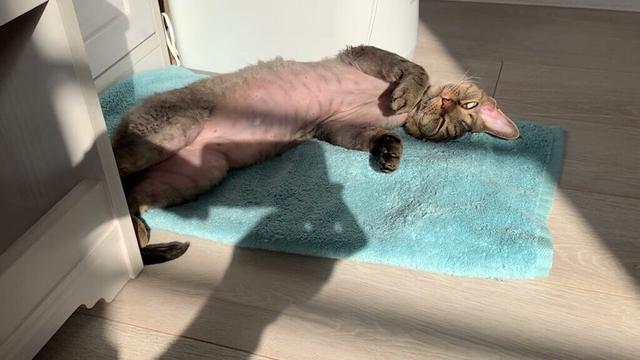 デボンレックス弟が気持ちよさそうに日向ぼっこしています(Devon Rex cat basking in the sun comfortably)