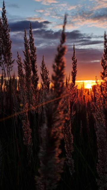 Field of reed grass in the sunset. Sun is setting in the distance and rays are outlining grass in orange/yellow colours.