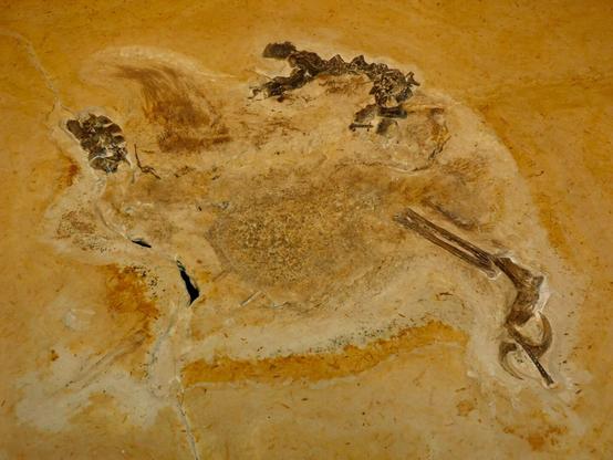 Retrato de uma das placas calcárias com o dinossauro batizado anteriormente de "Ubirajara jubatus", fóssil repatriado após ser levado e descrito ilegalmente na Alemanha. Nela, é possível observar vestígios de tecido mole, algumas vértebras, garras, ossos de uma das patas e duas da lanças que serviram de referência para seu antigo nome. A placa calcária possui tons amarelados e esbranquiçados, enquanto que o fóssil apresenta coloração mais escura.