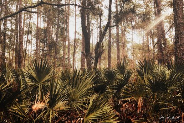 A dense forest scene with tall pine trees and a ground cover of palmetto plants. Sunlight filters through the canopy, casting a soft, warm glow on the greenery.