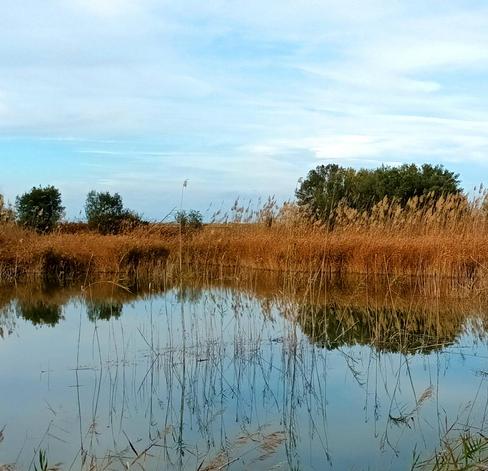 Cañaverales en torno a una laguna rodeada de árboles; los árboles, junto a su reflejo, dibujan la forma de una guitarra.