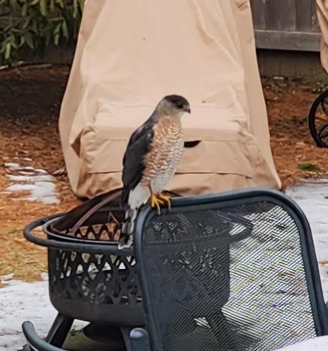 A small hawk sits atop metal outdoor furniture. There is a metal firepit and a covered lounge in the background.