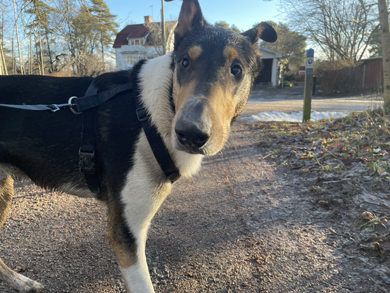 A muddy and wet smooth collie looking a bit forlorn and very cute with his ears hanging back