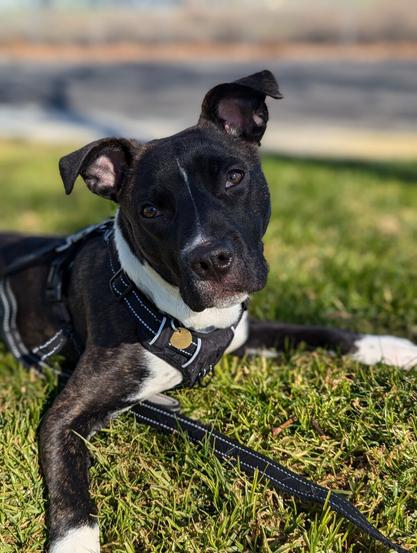 Brown dog with white markings on his nose, chest, and paws. He is laying in the green grass with his head tilted. His ears are perked up but they are still somewhat floppy.