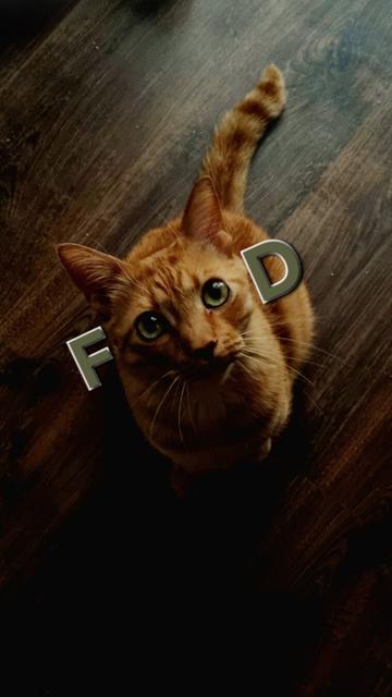 Ginger cat looking into the camera while seating on the floor. Letters "F" and "D" are added to the picture on each side of the cat's head so with his big eyes it creates an illusion of the word "food".
