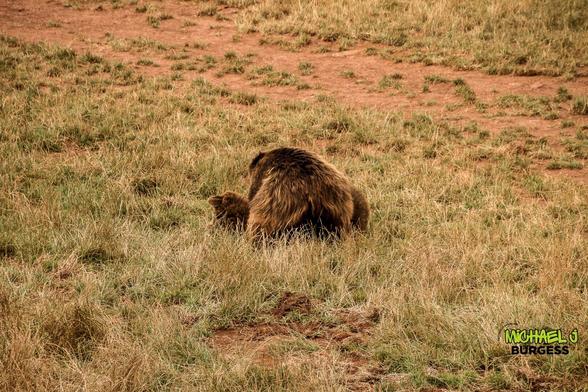 This is a photograph of a brown bear sitting in a grassy field, its back turned to the camera. The natural setting features dry grass and patches of earth, creating a warm and rustic atmosphere.