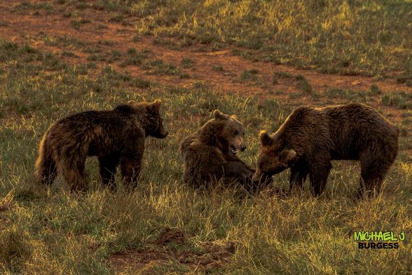 A vibrant photograph of three brown bears interacting in a grassy field at golden hour. The warm sunlight highlights the bears' fur and the surrounding grass, creating a serene yet dynamic natural scene.