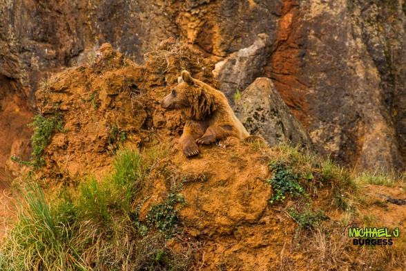 A photograph of a brown bear resting on a rocky ledge surrounded by lush greenery. The bear appears calm and observant, blending harmoniously with the earthy tones of its natural habitat.