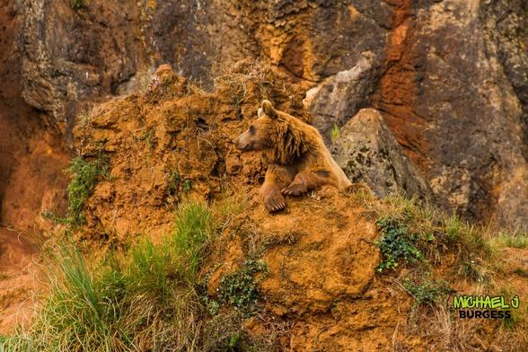 A brown bear rests on a rocky ledge, gazing off into the distance. The earthy tones of the rocks and patches of greenery create a striking natural backdrop, blending the bear seamlessly into its environment.