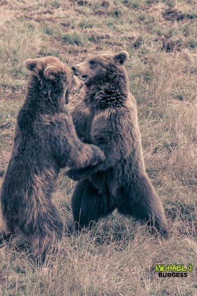 Two brown bears interact in a playful yet intense way on a grassy field. Standing on their hind legs, the bears face each other in a dynamic moment of animal behaviour.