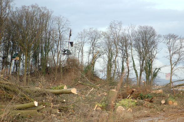 Gefällte Bäume liegen vor der Waldbesetzung in Manheim