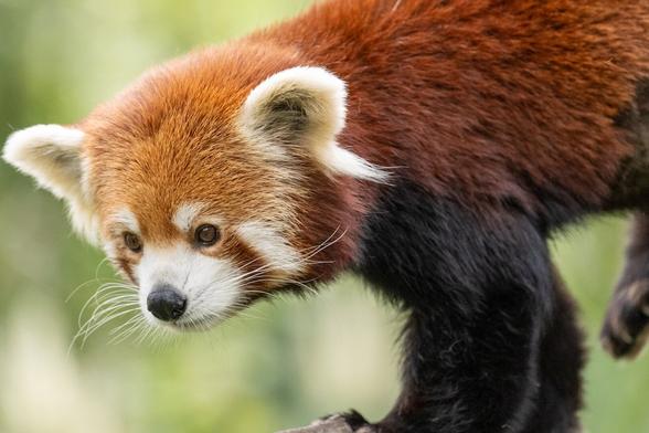 A red panda, climbing down, focused on something off-frame. It has long slightly curled whiskers and cute ear tufts