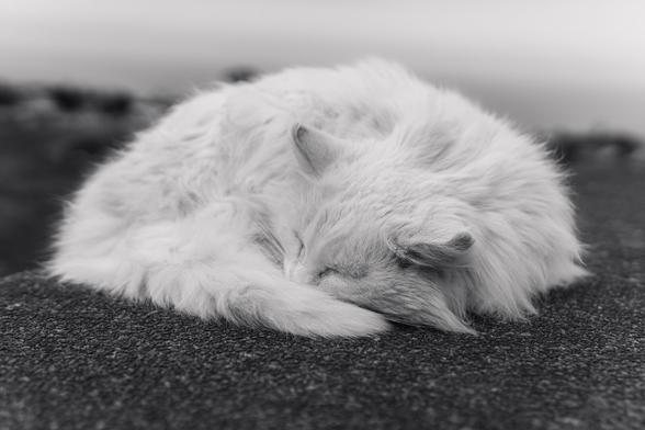 White fluffy sleeping cat curled up