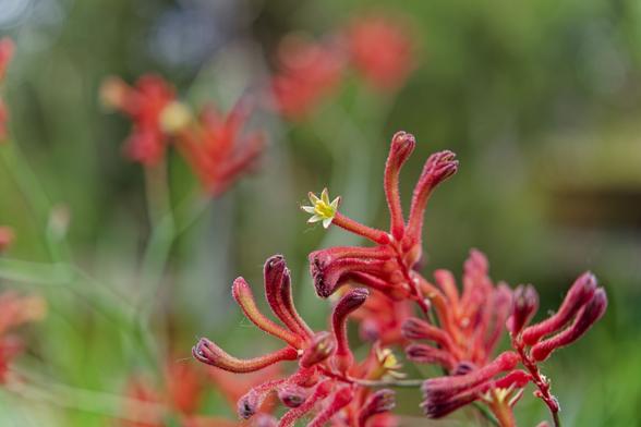 A close up of a kangaroo paw with a small bloom. A small silk from the spider web hangs between the paws fingers. The background is blurred and mostly green, while the paw is red contrasting in the foreground.