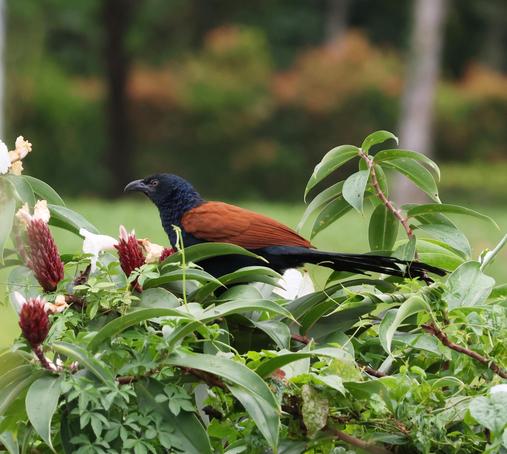 Greater coucal sitting on top of a bush