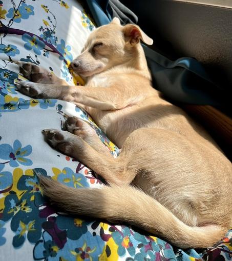 Small golden chihuahua dachshund mix, lying on a pillow with a flower print, in a few rays of sunshine. He’s sleeping and looks perfectly content.