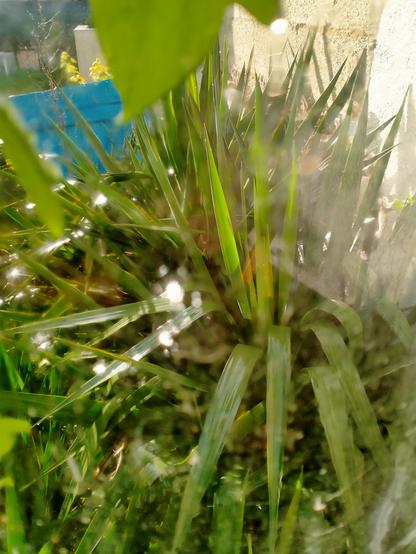 Parterre de yuccas, que je n'aime pas particulièrement car ça pique en mode chiant... Leur couleur verte est vivifié sous l'effet de soleil et de la pluie 
Photo prise à travers une vieille fenêtre avec des reflets, des flous et des étincellements
Dans le fond un volet bleu ciel posé au sol, à droite un bout du murage d'une des fenêtres de la maison et en haut en gros plan et flou une feuille de lierre grimpant qui recouvre la véranda de l'intérieur de laquelle est prise la photo