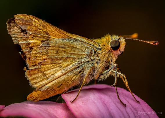 Side view of a greenish grass-dart, Ocybadistes walkeri, on a pink flower.