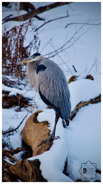 Great Blue Heron image