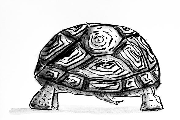 Ink sketch of a tortoise.
