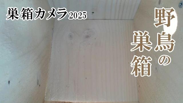 2025/02/01 シジュウカラの巣箱(巣箱カメラ) 野鳥 Great tit Bird Nest Box Live Camera