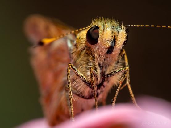 Front view of a greenish grass-dart butterfly, Ocybadistes walkeri, resting on a pink flower.