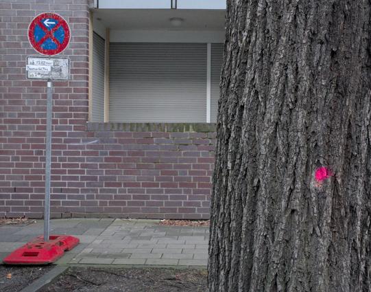 Im Vordergrund: Ein Baumstamm, der mit einem pinken Farbpunkt markiert wurde. Im Hintergrund: Ein Schild, das ein temporäres absolutes Halteverbot ab dem 3. Februar 2025 kennzeichnet. Baumarbeiten steht drauf.