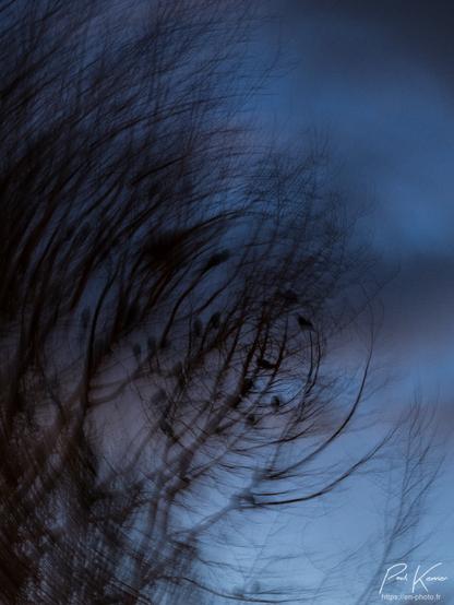 Photo en couleur en format vertical prise en fin de nuit avec encore une très faible luminosité. Dans la ramure d'hiver d'un arbre, on devine les silhouettes d'une vingtaine d'oiseaux autour d'un nid de pies. Un mouvement volontaire de rotation autour de l'axe de l'objectif a été pratiqué pendant la captation afin de générer l'impression que les branches tournent autour du groupe d'oiseaux qui apparaissent relativement nets du fait d'un moment de stabilité, en plus de la rotation pendant la captation de la photo. En arrière-plan, quelques nuages ont une très légère teinte rosée de l'aube naissante.