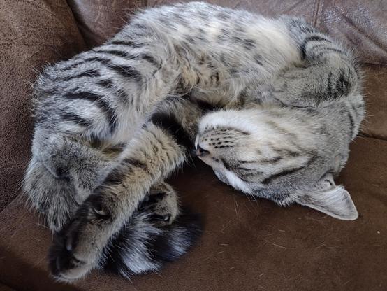 My cat, Storm, lounging in comfort.