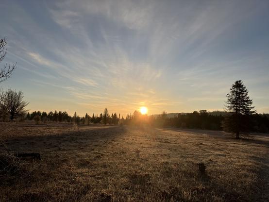 A field of brown grass in the foreground and gentle streaking clouds radiating from the sun with a single tree on either side of the frame