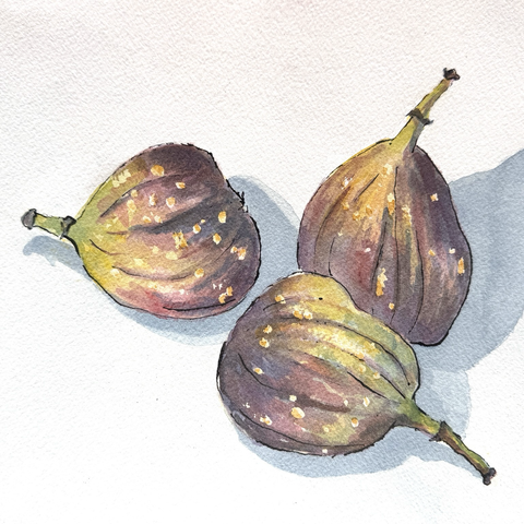 Watercolour painting of three figs