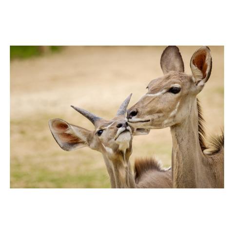 Photo de deux Grand Koudou, une mère et son petit.