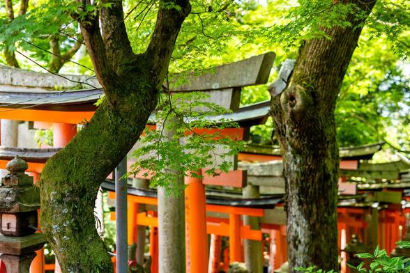 Red Japanese torii gates among branches and trees in the foreground