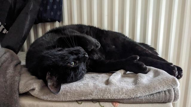 A large black polydactyl cat reclining in front of a radiator. Although it looks as if his head is fitted upside down, it really isn't. You can see his one of his big front paws and his thumb is sticking up. A very happy cat.