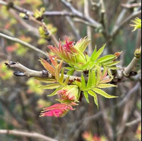 On a brown thin branch, new leaves sprout, long and thin, some bright green, some red