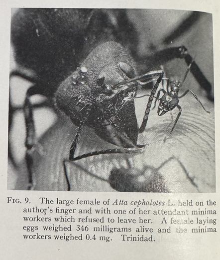 Black and white photo from a science book of a queen ant  She and her daughter are very similar in form but the daughter is smaller than her entire head . The caption reads: "FIG. 9. The large female of Atta cephalotes L. held on the author's finger and with one of her attendant minima workers which refused to leave her, A fernale laying eggs weighed 346 milligrams alive and the minima workers weighed 0.4 mg. Trinidad."