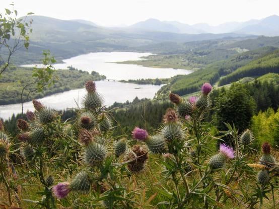 A close-up of several large, spiky thistles with purple flowers dominates the foreground.  Behind them, a wide Scottish loch stretches into the distance, curving slightly to the right.  Rolling green hills rise on the far side of the loch, fading into hazy blue mountains under a light sky. A few trees are visible on the right side of the frame.